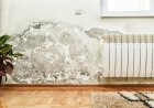 Танай гэрт хатаагч хэрэгтэй болсон юм биш биз