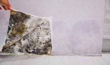 Барилга, байшин яагаад мөөгөнцөртдөг вэ